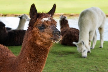 alpaca-2459599_1280